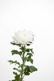 Fototapeta Boho - white chrysanthemum on white background