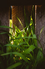 Wall Mural - green grass on the fence