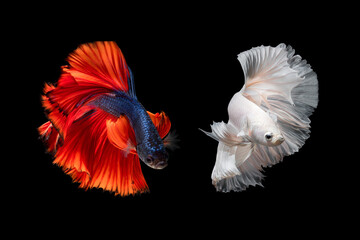 Wall Mural - Colourful Betta fish,Siamese fighting fish in movement isolated on black background