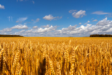 Field of barley in a summer day