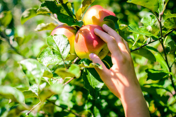 Child hand picking tasty red apple from tree in summer.