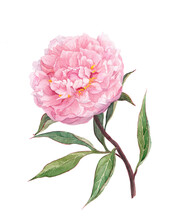 Blooming Pink Peony Flower. Watercolor Botanical Picture