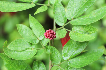 close up of a bright pink mimosa pudica flower bud in green natural background.