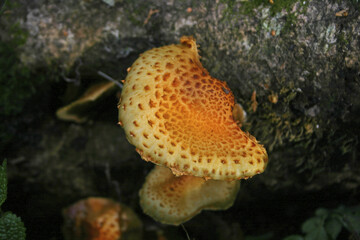 Wall Mural - Mountain mushrooms Taiwan