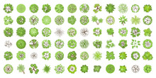 Trees Top View. Different Plants And Trees Vector Set For Architectural Or Landscape Design. (View From Above) Nature Green Spaces.
