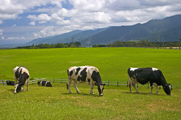 Canvas Print - Taitung Beinan Chulu Ranch grazing area