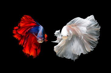 Wall Mural - Colourful Betta fish,Siamese fighting fish in movement isolated on black background.