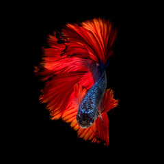 Wall Mural - Colourful Betta fish,Siamese fighting fish in movement isolated on black background