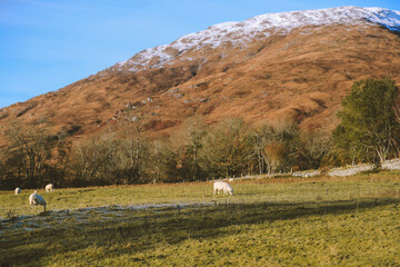 Wall Mural - Sheep in the pasture, Spean Bridge, Scottish highlands