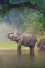 Asian Elephants In A Natural River At Deep Forest, Thailand