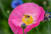 Close Up Of Pink Poppy With Honey Bee Pollenating Flowers Planted In A Field For Remembrance And For PTSD, Suicide Awareness, Salute To Military And Fallen Heroes.  Selective Focus, Bokeh. Beekeeper