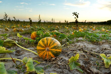 Pumpkins On The Field. Harvesting At The Farm.