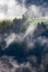 Wall Mural - Silhouette of forest with dense fog.