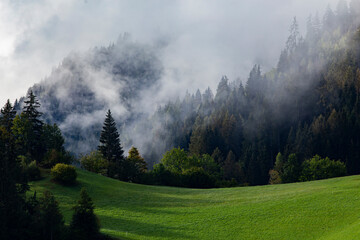 Wall Mural - Silhouette of forest with dense fog.
