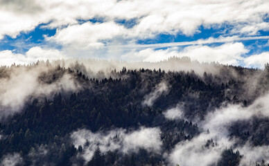 Wall Mural - Silhouette of forest with dense fog.