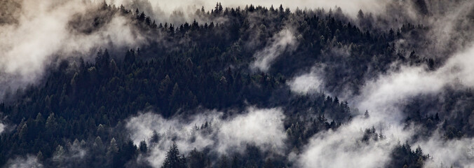 Wall Mural - Silhouette of forest with dense fog.