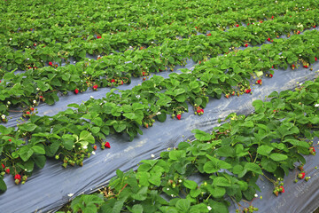 Sticker - Taiwan Miaoli Taiwan Miaoli Dahu Dongxing Village Strawberry Field