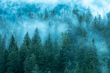Fototapeta Na ścianę - Clearing Forest Mist