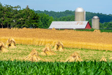 Red Barn In Front Of Amish / Mennonite Wheat / Barley Bails Of Straw Waiting To Be Thrashed.  Marco And Close Up Photographs.  Holmes County Ohio.  Mid Summer Harvest Of Winter Wheat