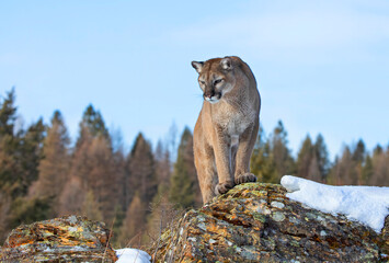 Canvas Print - Cougar or Mountain lion (Puma concolor) walking through the mountains in the winter snow.