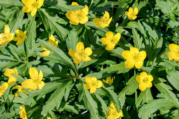 Wall Mural - yellow spring flowers