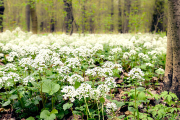Wall Mural - white spring flowers in the forest