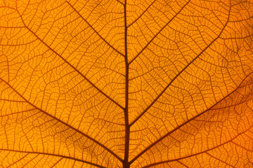 Wall Mural - Extreme close up texture of orange leaf veins