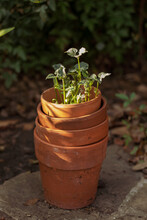 Stack Of Terra Cotta Pots With Bean Sprouts Growing Out Of The Top Of The Planter