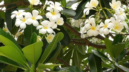 Wall Mural - Many exotic white flowers. Blooming Frangipani Plumeria Leelawadee set of white tropical flowers on green tree. Natural tropical exotic background