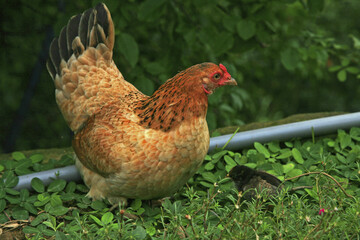 Wall Mural - Hen with chicks