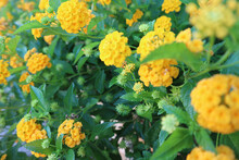 Yellow Lantana Bush Of Flowers In Greece With Green Leaves. Close Up Bush Of Yellow Lantana Flowers That Have Bloomed Beautifully. Many Dark And Light Green Leaves. Greece.
