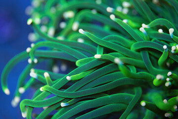 Wall Mural - Beautiful euphyllia lps coral in coral reef aquarium tank. Macro shot. Selective focus.