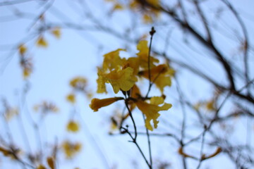 Flor de ipê-amarelo no céu