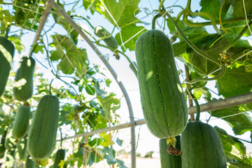 Sticker - loofah hang up at farm