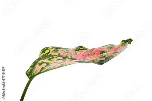 Fotomural Aglaonema leaf isolated on white. Beautiful tropical plant