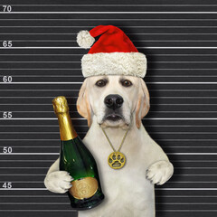 Wall Mural - A dog in a Santa Claus red hat holds a big bottle of wine in the jail. Black lineup background.