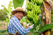 canvas print picture - Happy smiling Asian senior agricultural holding raw banana on tree in the garden. Banana farming in Thailand