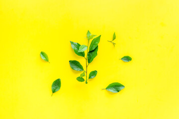 Natura layout of green tree leaves, concept, top view, flat lay