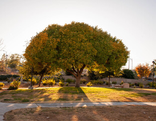 Wall Mural - Lorenzi Park, Las Vegas, NV.