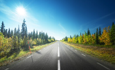 Wall Mural - road in autumn forest, sweden