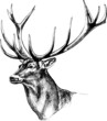 Monochrome deer head vector illustration.