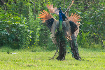 Wall Mural - Two Indian peacocks fighting for dominance