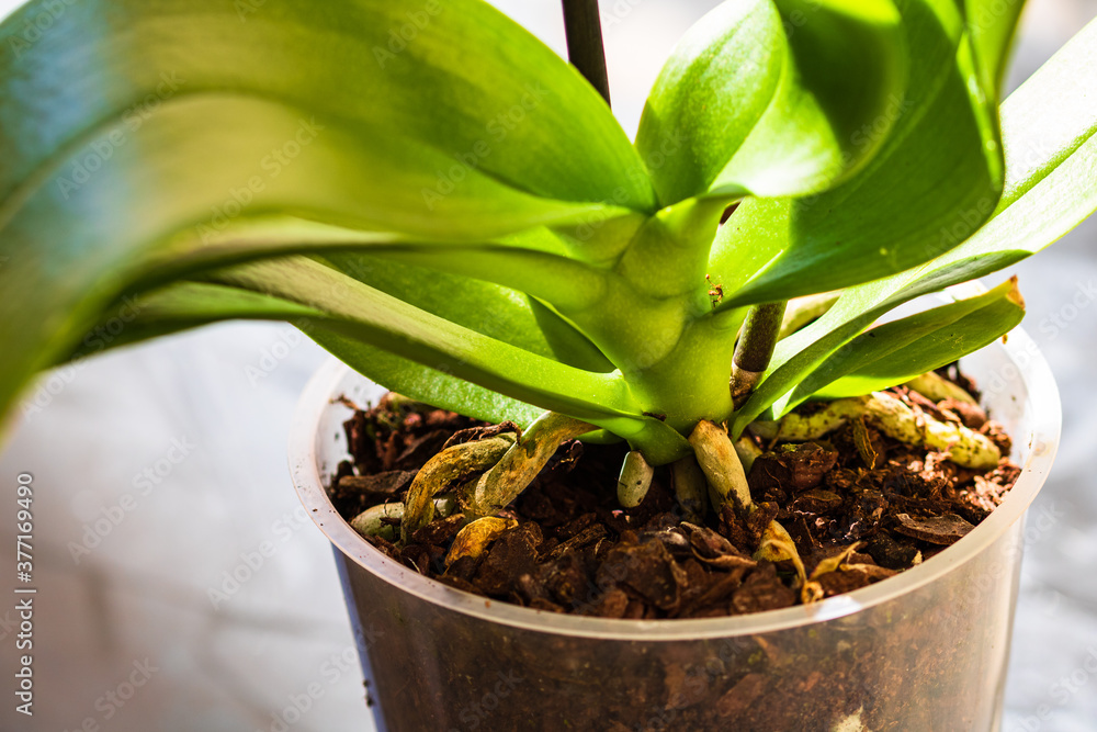 Young and healthy roots of phalaenopsis orchid in flower pot. Transplanting plants, home gardening, plant care concept. - obrazy, fototapety, plakaty 