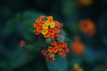Orange Lantana Flowers 