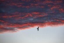 A Frigatebird Flying Under Red Cloud In Sunset