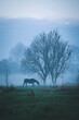 © Song Heming/Stocksy - Tree and horse at evening dusk