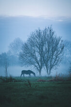 Tree And Horse At Evening Dusk