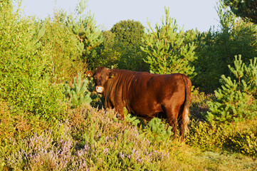 red Sussex beef cattle looking at you