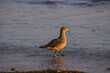 a seagull with an orange beak walking along the beach at El Matador beach in Malibu California