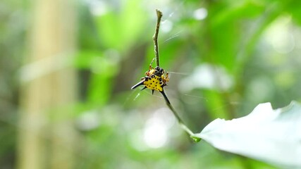 Spiders that live naturally near waterfalls in Thailand